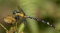 Austrogomphus amphiclitus female-3502